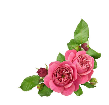 Beautiful pink rose flowers and green leaves in a corner floral arrangement isolated on white or transparent background