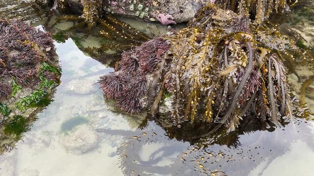 Sea life attached to sea stacks exposed during a minus tide, at Face Rock beach in Bandon, Oregon.