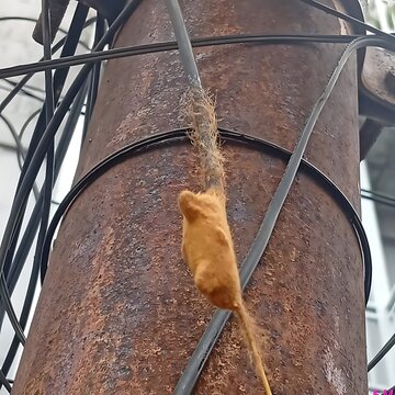 A close up view of an insect egg sac attached to a rusty metal pole.