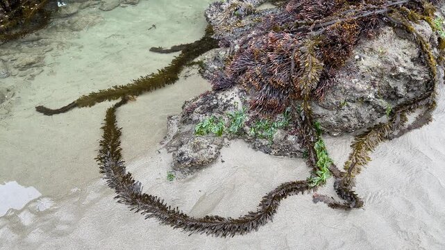 Sea life attached to sea stacks exposed during a minus tide, at Face Rock beach in Bandon, Oregon.