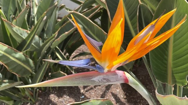 Strelitzia reginae exotic flower in the garden of Tenerife, Canary Islands, Spain. Bird of Paradise tropical plant,4K.