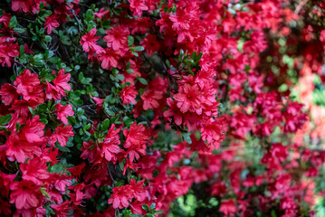 Fototapeta premium 赤いツツジの花