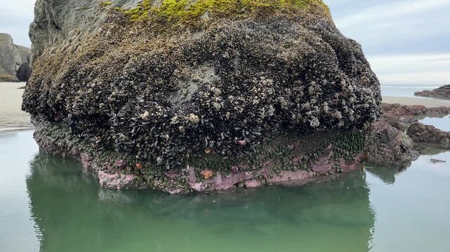 Sea life attached to sea stacks exposed during a minus tide, at Face Rock beach in Bandon, Oregon.