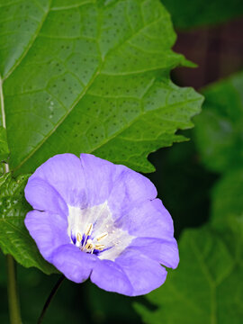 Nahaufnahme der  Bl&uuml;te einer blauen Lampionblume, Nicandra physalodes