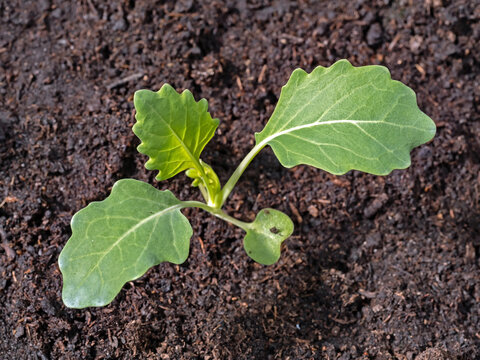 Nahaufnahme des jungen Setzlings einer Kohlrabipflanze, Brassica oleracea, von oben gesehen