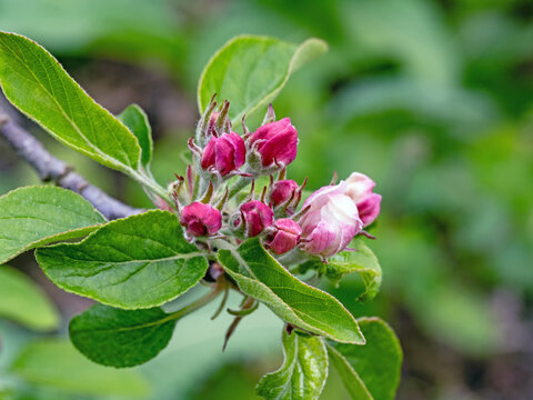 Nahaufnahme der filigranen rosa Bl&uuml;ten an einem Apfelbaum