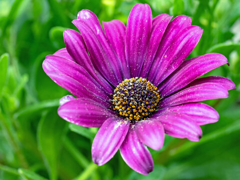 Nahaufnahme der pinkfarbenen Bl&uuml;te einer Kapmargerite, Osteospermum