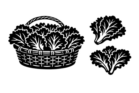 Black and white vector illustration of fresh leafy lettuce in a wicker basket and individual lettuce leaves, farm fresh organic vegetables, linocut style woodcut art, healthy vegan food element.