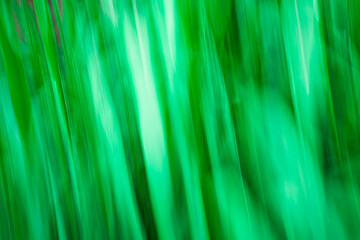 Las, rośliny, wiosna, drzewa, krajobraz ,natura, woda, trawa  © Adrian Jaśpiński