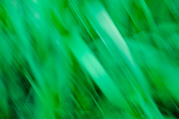 Las, rośliny, wiosna, drzewa, krajobraz ,natura, woda, trawa  © Adrian Jaśpiński