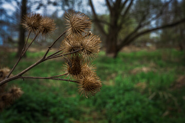 Las, rośliny, wiosna, drzewa, krajobraz ,natura, woda, trawa  © Adrian Jaśpiński