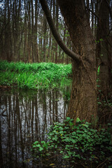 Las, rośliny, wiosna, drzewa, krajobraz ,natura, woda, trawa  © Adrian Jaśpiński