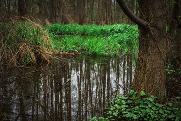 Las, rośliny, wiosna, drzewa, krajobraz ,natura, woda, trawa  © Adrian Jaśpiński