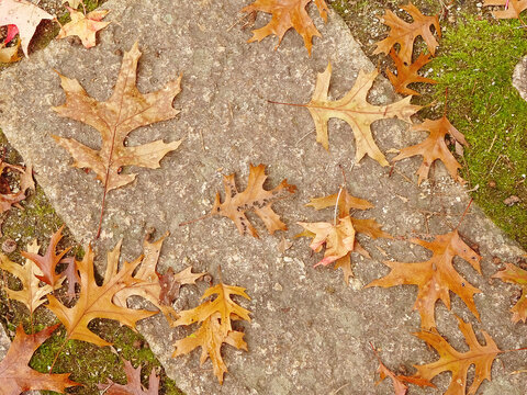 石畳の上に散りゆくオークの落葉のテクスチャ背景