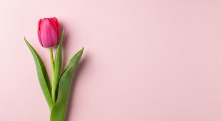 Obraz premium Single vibrant pink tulip resting gracefully on a soft pastel background providing a clean look for your creative greeting design