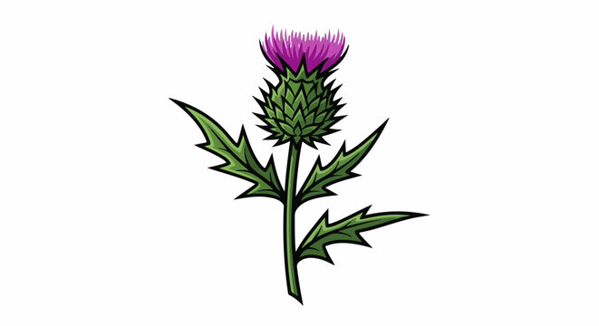 A single, spiky thistle bloom with pointed green leaves and a vibrant purple flower