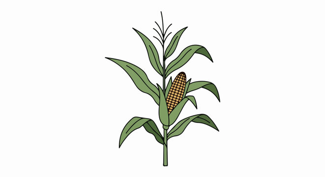 A single stalk of corn with a ripe ear and green leaves