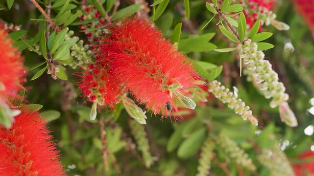 Bright red bottlebrush flower blooms as a small bee hovers nearby collecting nectar. High quality 4k footage