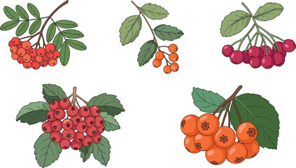 Hand drawn rowan berry and autumn leaf vector set featuring red and orange mountain ash bunches isolated on white background for botanical nature design. © Mominul