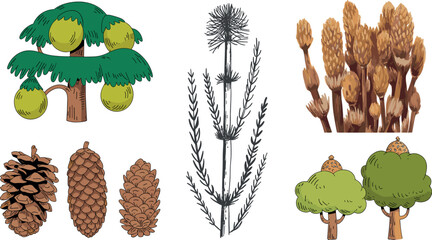 Hand drawn vector illustration set featuring pine cones, deciduous and coniferous trees, field horsetail plants and forest elements isolated on white background. © Mominul