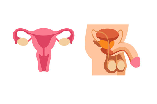 Flat vector illustration of the human male and female reproductive systems anatomy including uterus, ovaries, fallopian tubes, penis, testes, and prostate gland for medical education and health.