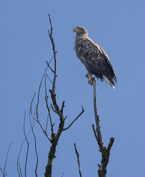 Adler auf Ast