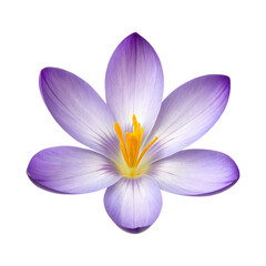 Obraz premium Purple crocus flower isolated on transparent background