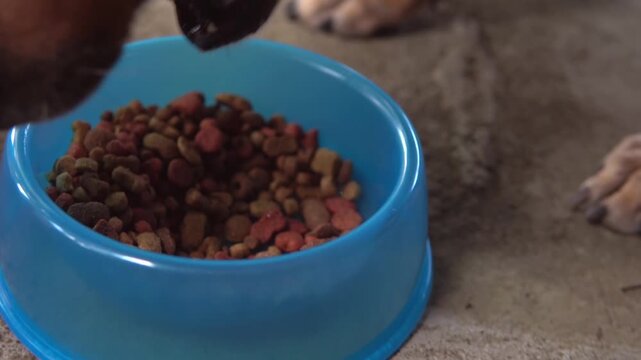 Brown dachshund dog eating dry food from a bowl