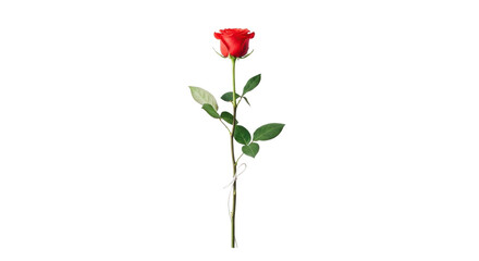Obraz premium Elegant red rose with long green stem, single blooming flower for romantic gift, vibrant floral botanical element for wedding and anniversary isolated PNG with Transparent Background