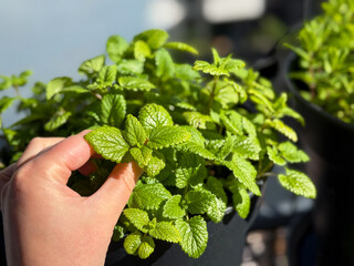 Fresh organic pepper mint plant garden herb and females gardeners hand in balcony garden close up © Lapasmile