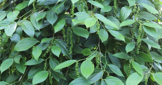 Black pepper fruits grow on tree in garden