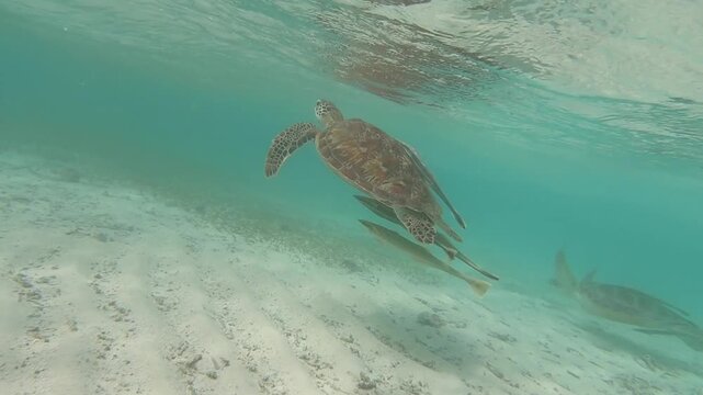The green sea turtle (Chelonia mydas) with cleane fish is greazing on seagrass. Green sea turtles have a variety of parasites including barnacles, leeches, protozoans, cestodes, and nematodes.