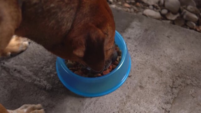 Hungry brown dog eating croquettes from a blue bowl