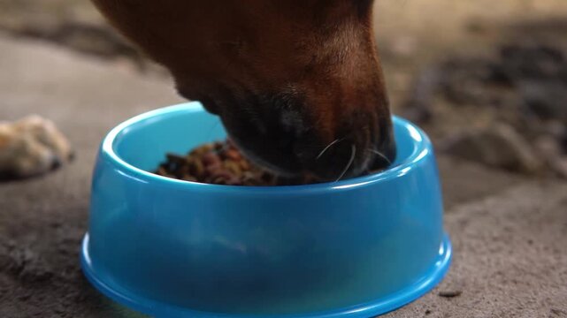 Brown dog eating dry food meal