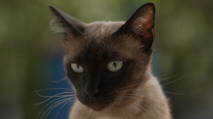 Close-up portrait of a Siamese cat with bright eyes © pixfly