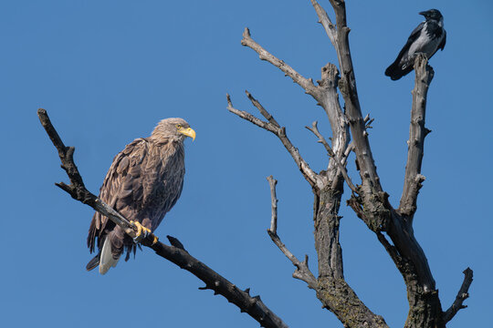 Adler auf Baum