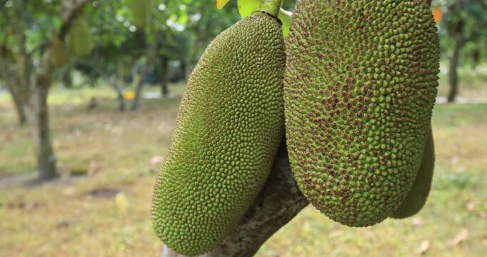 Green jackfruit grow on the Jackfruit tree