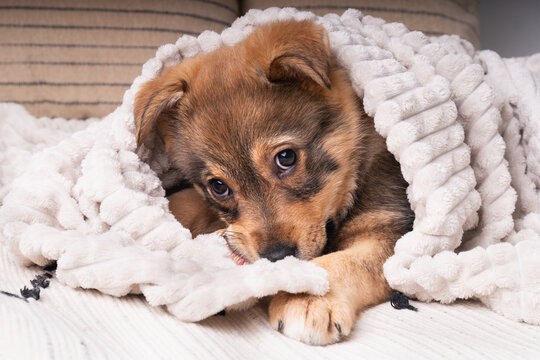 Puppy dog resting warm and cozy at home under soft blanket on a cool day
