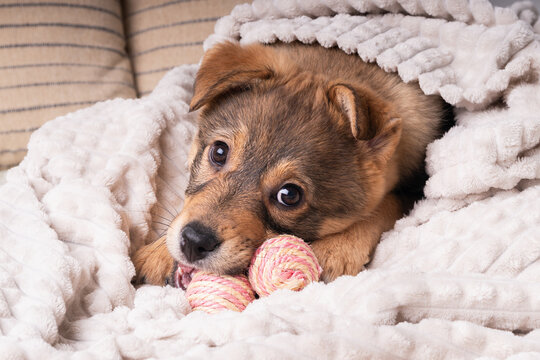 Puppy plays with toys while resting in warm blanket at home in cozy living space