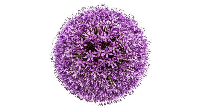 Purple Allium flower head in close up, vibrant ornamental onion bloom, spherical violet floral cluster for garden and nature design isolated PNG with Transparent Background