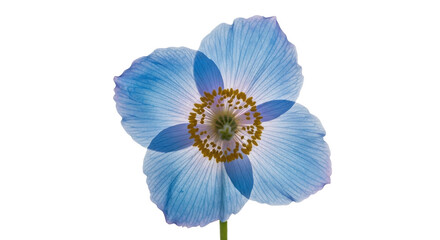 Fototapeta premium Himalayan blue poppy flower with delicate translucent petals, Meconopsis betonicifolia bloom, elegant floral botanical specimen for spring design isolated PNG with Transparent Background