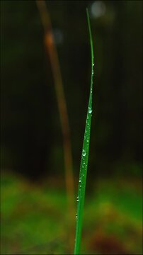 Ein &auml;sthetisches Makro-Video im Hochformat, das einen einzelnen gr&uuml;nen Grashalm zeigt, an dem frische Regentropfen h&auml;ngen. Im Hintergrund ist ein sanftes Bokeh des Waldes zu sehen. 32bit Ton