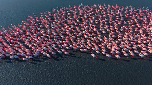 High angle view of large flamingo group in water. Top down view of pink flamingos gathered in a dense group on the water surface with sun reflection.