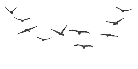 Fototapeta premium Group of wild birds soaring high in a curved formation against a stark empty space