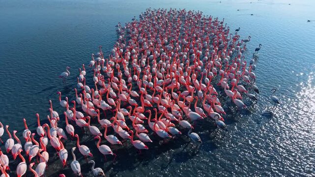 Large flamingo colony wading in shimmering shallow water. High angle view of pink and grey flamingos in water with bright sunlight reflections on the surface.