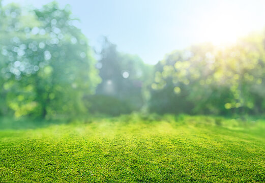 natural grass field background with blurred bokeh and sun rays