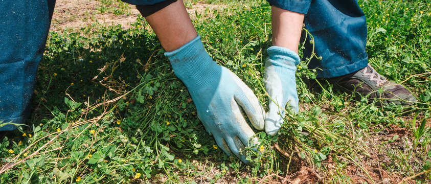 man removes weeds by hand in a field, banner