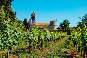 Naklejka premium vineyard rows with Lerins Abbey, Ile Saint-Honorat