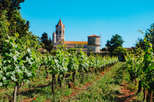 vineyard rows with Lerins Abbey, Ile Saint-Honorat