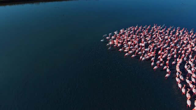 Pink flamingo flock in water with copy space. Aerial shot of flamingo colony gathered in blue water with open negative space on the left side.